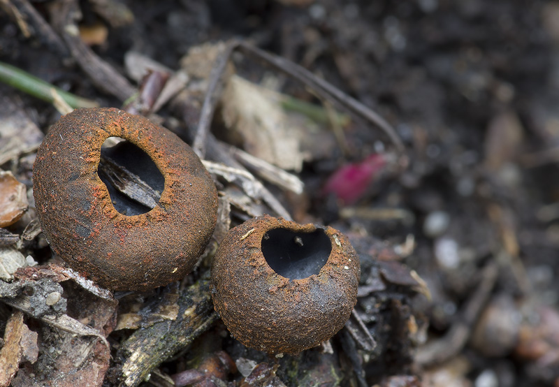 Plectania melastoma